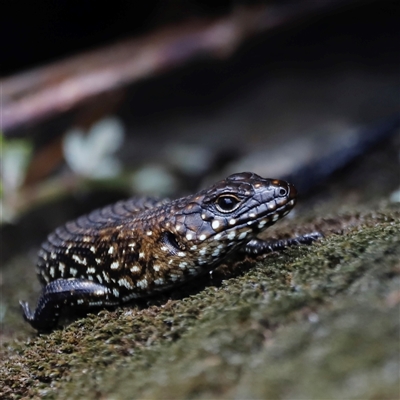 Egernia cunninghami (Cunningham's Skink) at Rendezvous Creek, ACT - 18 Jan 2025 by JimL