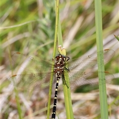 Synthemis eustalacta (Swamp Tigertail) at Rendezvous Creek, ACT - 18 Jan 2025 by JimL