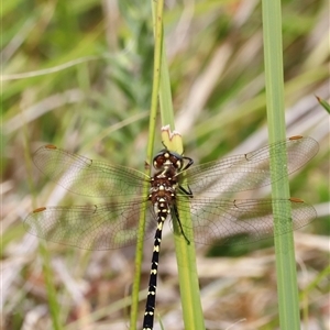 Synthemis eustalacta (Swamp Tigertail) at Rendezvous Creek, ACT by JimL