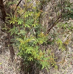 Acacia doratoxylon at Rendezvous Creek, ACT - 18 Jan 2025 by JimL