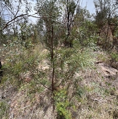 Acacia rubida at Rendezvous Creek, ACT - 18 Jan 2025 12:08 PM