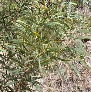 Acacia rubida at Rendezvous Creek, ACT - 18 Jan 2025 12:08 PM