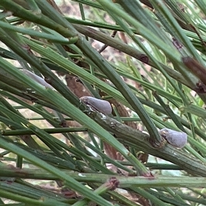 Anzora unicolor at Rendezvous Creek, ACT - 18 Jan 2025 11:53 AM