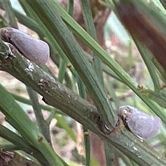 Anzora unicolor at Rendezvous Creek, ACT - 18 Jan 2025 11:53 AM