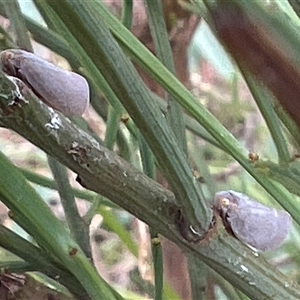 Anzora unicolor at Rendezvous Creek, ACT - 18 Jan 2025 11:53 AM