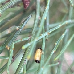 Chrysomelidae sp. (family) (Unidentified Leaf Beetle) at Rendezvous Creek, ACT - 18 Jan 2025 by JimL