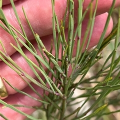 Exocarpos cupressiformis at Rendezvous Creek, ACT - 18 Jan 2025 by JimL