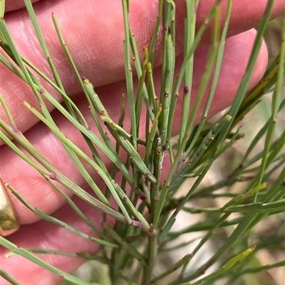 Exocarpos strictus (Dwarf Cherry) at Rendezvous Creek, ACT - 18 Jan 2025 by JimL