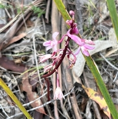 Dipodium roseum (Rosy Hyacinth Orchid) at Booth, ACT - 18 Jan 2025 by JimL