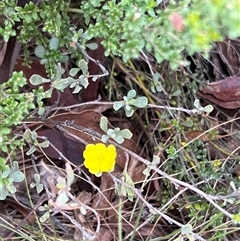 Hibbertia obtusifolia (Grey Guinea-flower) at Booth, ACT - 18 Jan 2025 by JimL