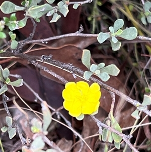 Hibbertia obtusifolia at Booth, ACT - 18 Jan 2025 09:42 AM