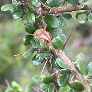 Paropsisterna pictipes (Eucalyptus leaf beetle) at Booth, ACT by JimL