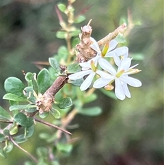 Bursaria spinosa (Native Blackthorn, Sweet Bursaria) at Booth, ACT - 18 Jan 2025 by JimL