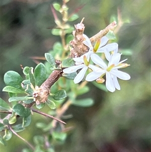 Bursaria spinosa at Booth, ACT - 18 Jan 2025 09:39 AM