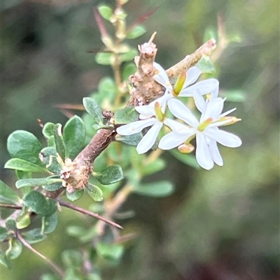 Bursaria spinosa (Native Blackthorn, Sweet Bursaria) at Booth, ACT - 18 Jan 2025 by JimL