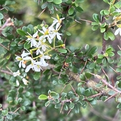 Bursaria spinosa at Booth, ACT - 18 Jan 2025 09:39 AM