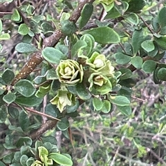 Bursaria spinosa at Booth, ACT - 18 Jan 2025 09:39 AM