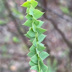 Acacia pravissima at Rendezvous Creek, ACT - 17 Jan 2025 by JimL