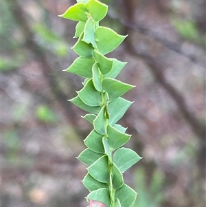 Acacia pravissima (Wedge-leaved Wattle, Ovens Wattle) at Rendezvous Creek, ACT by JimL