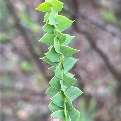 Acacia pravissima at Rendezvous Creek, ACT - 17 Jan 2025 by JimL