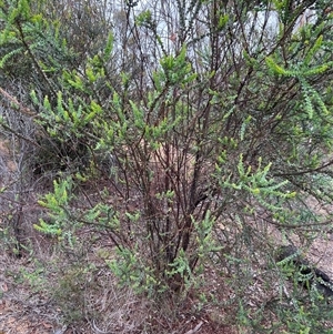 Acacia pravissima at Rendezvous Creek, ACT - 18 Jan 2025 09:37 AM