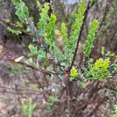 Acacia pravissima at Rendezvous Creek, ACT - 18 Jan 2025 09:37 AM