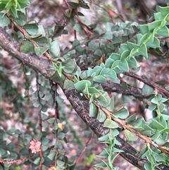 Acacia pravissima at Rendezvous Creek, ACT - 18 Jan 2025 09:37 AM