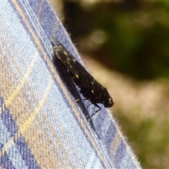 Stericta carbonalis at West Hobart, TAS - 18 Jan 2025 04:05 PM