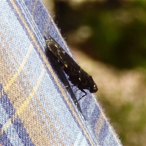 Stericta carbonalis at West Hobart, TAS - 18 Jan 2025 04:05 PM