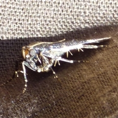 Stericta carbonalis at West Hobart, TAS - 18 Jan 2025 04:05 PM