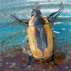 Chondropyga dorsalis (Cowboy beetle) at Googong, NSW - 18 Jan 2025 by WHall