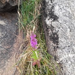 Lythrum salicaria (Purple Loosestrife) at Rendezvous Creek, ACT - 17 Jan 2025 by VanceLawrence