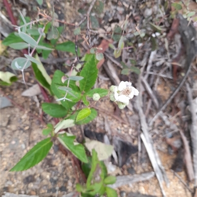 Rubus fruticosus species aggregate (Blackberry) at Booth, ACT - 18 Jan 2025 by VanceLawrence