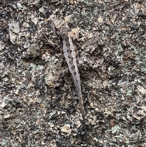 Rankinia diemensis at Tharwa, ACT - 9 Jan 2025 06:11 PM