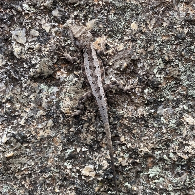 Amphibolurus muricatus at Tharwa, ACT - 9 Jan 2025 by simonstratford