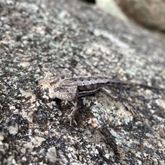 Rankinia diemensis at Tharwa, ACT - 9 Jan 2025 06:11 PM