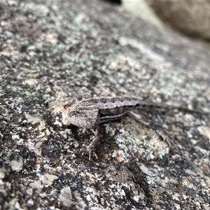 Rankinia diemensis at Tharwa, ACT - 9 Jan 2025 06:11 PM