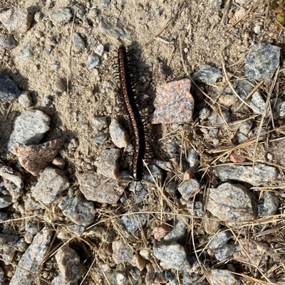 Paradoxosomatidae sp. (family) (Millipede) at Perisher Valley, NSW - 14 Jan 2025 by simonstratford