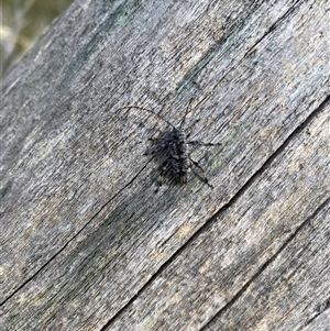 Ancita australis (Longicorn or longhorn beetle) at Guthega, NSW by simonstratford