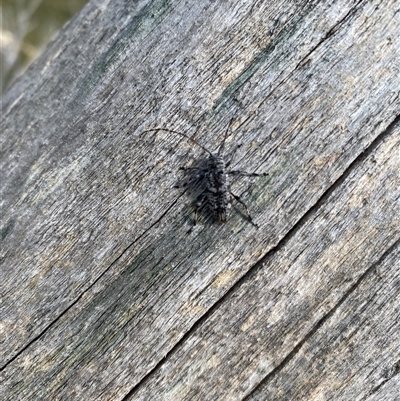 Ancita australis (Longicorn or longhorn beetle) at Guthega, NSW - 15 Jan 2025 by simonstratford