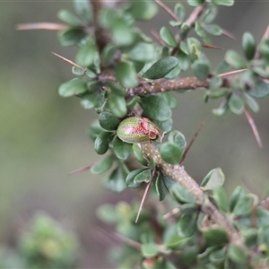 Paropsisterna pictipes (Eucalyptus leaf beetle) at Booth, ACT by VanceLawrence