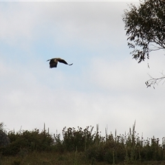 Aquila audax (Wedge-tailed Eagle) at Rendezvous Creek, ACT - 18 Jan 2025 by VanceLawrence