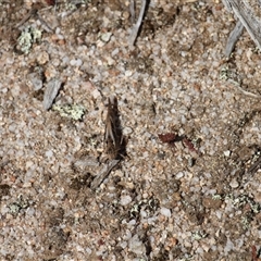 Unidentified Grasshopper (several families) at Rendezvous Creek, ACT - 18 Jan 2025 by VanceLawrence