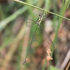 Synlestes weyersii (Bronze Needle) at Rendezvous Creek, ACT - 18 Jan 2025 by VanceLawrence