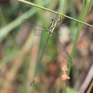 Synlestes weyersii at Rendezvous Creek, ACT - 18 Jan 2025 02:51 PM