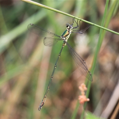 Synlestes weyersii (Bronze Needle) at Rendezvous Creek, ACT - 18 Jan 2025 by VanceLawrence