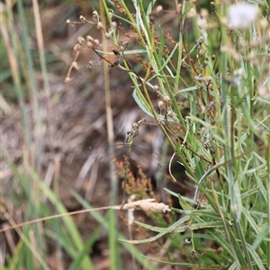 Synlestes weyersii at Rendezvous Creek, ACT - 18 Jan 2025 02:51 PM