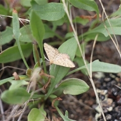 Scopula rubraria (Reddish Wave, Plantain Moth) at Rendezvous Creek, ACT - 18 Jan 2025 by VanceLawrence