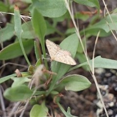 Scopula rubraria at Rendezvous Creek, ACT - 18 Jan 2025 03:35 PM