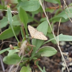 Scopula rubraria at Rendezvous Creek, ACT - 18 Jan 2025 03:35 PM